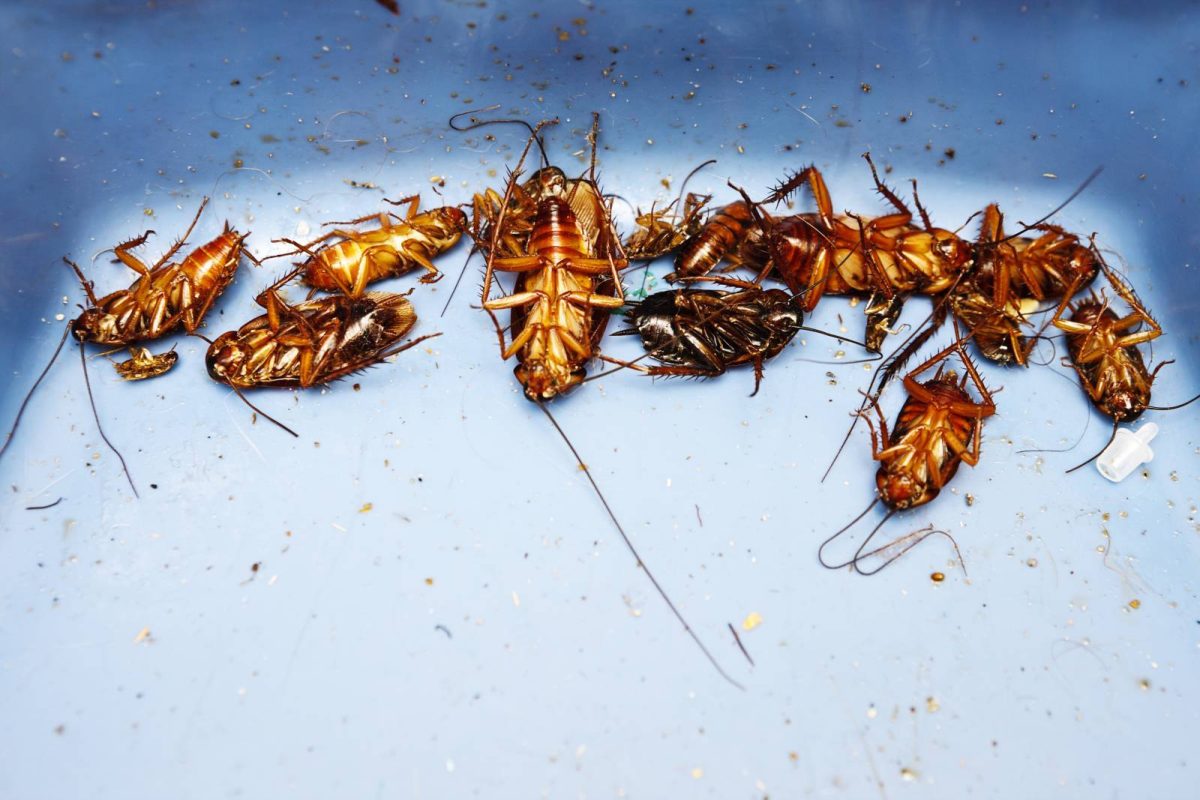 pest control experts Nairobi team: image showing dead cockroaches